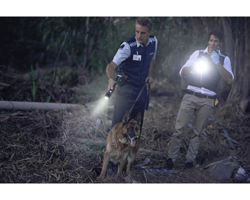 Deux policiers fouillent une zone boisée avec des lampes de poche et un berger allemand.