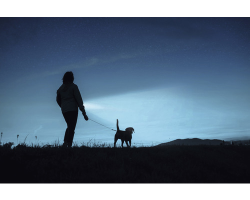 Femme promène son chien la nuit