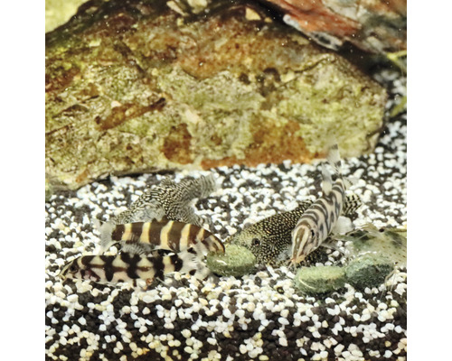 Divers poissons d''ornement dans un aquarium avec des pierres et du gravier