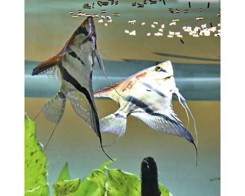 Deux poissons anges dans un aquarium