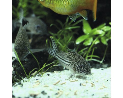Corydoras dans un aquarium