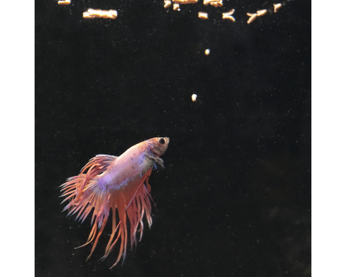Poisson combattant dans un aquarium avec de la nourriture
