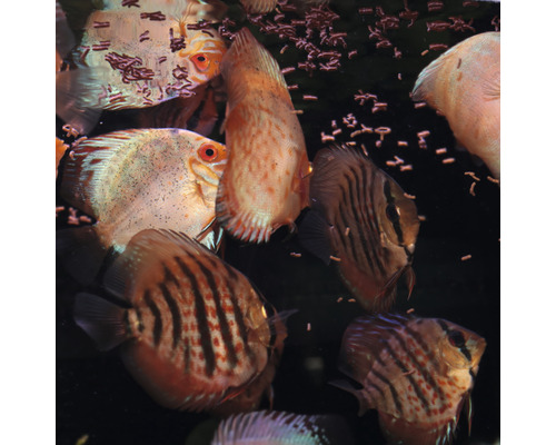 Gros plan de plusieurs poissons-disques dans un aquarium