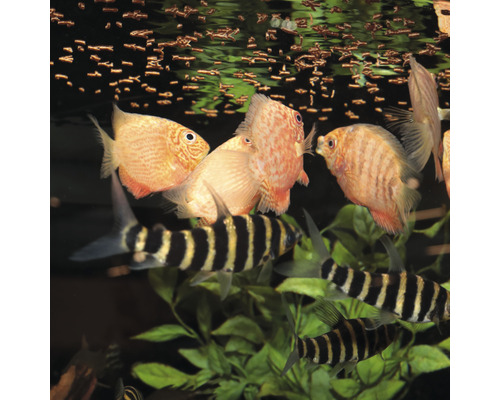Aquarium avec poissons-disques et labéos bicolores