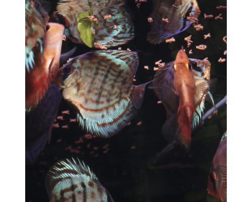Plusieurs poissons-disques dans un aquarium