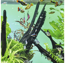Aquarium mit Fischen, Pflanzen und Holzwurzeln
