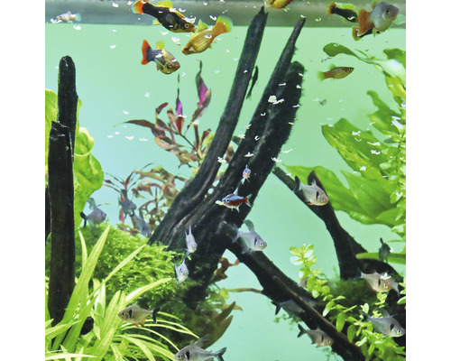 Aquarium mit Fischen, Pflanzen und Holzwurzeln für die Dekoration