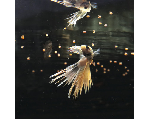 Poissons combattants avec nourriture dans l''aquarium