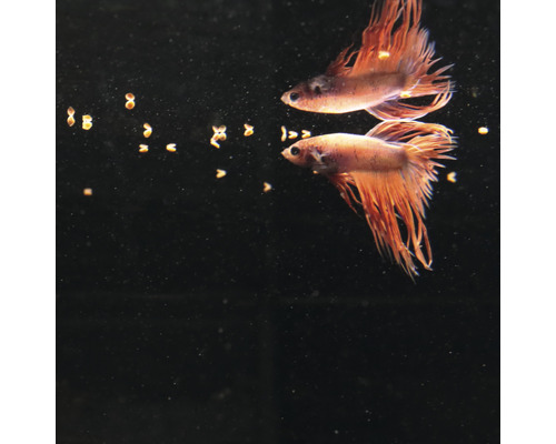 Deux poissons combattants dans un aquarium avec de la nourriture pour poissons
