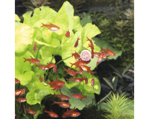 Groupe de poissons d''ornement rouges dans un aquarium avec des plantes aquatiques