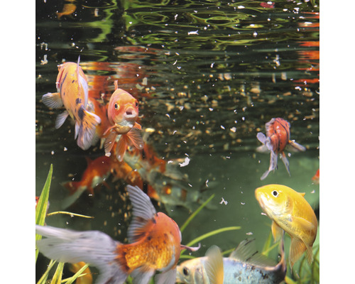 Groupe de poissons rouges dans un aquarium avec de la nourriture