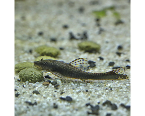 Poisson-chat blindé dans un aquarium