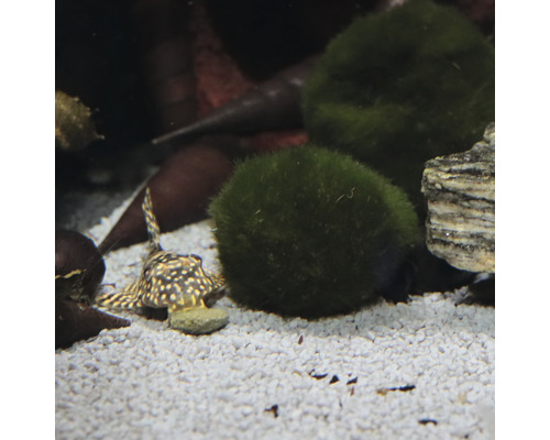 Aquarium avec poisson d''ornement et boules de mousse