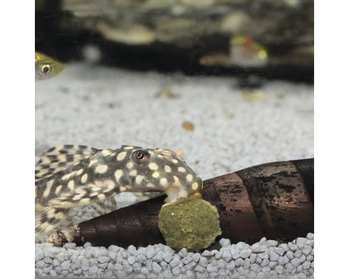 Poisson-chat tacheté dans un aquarium avec une pastille alimentaire