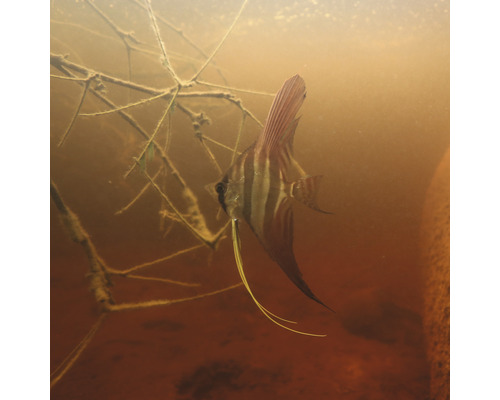Skalar im Aquarium mit Pflanzen