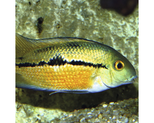 Gros plan d''un cichlidé drapeau dans un aquarium