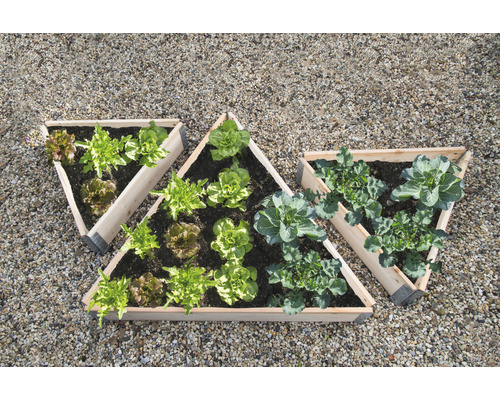 Trois parterres de culture triangulaires avec de la salade et du chou sur un sol en gravier
