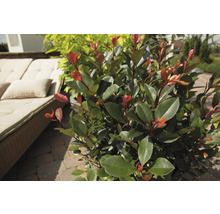 L''image montre un photinia avec des feuilles vertes et rouges dans un environnement extérieur.