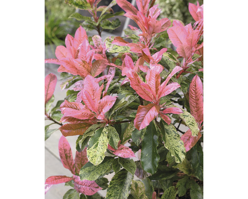 Andromède du Japon avec des feuilles roses et vertes