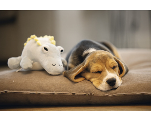 Chiot Beagle endormi avec peluche sur coussin pour chien