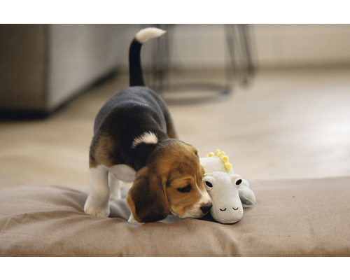 Un chiot beagle est allongé sur un coussin et se blottit contre une peluche.