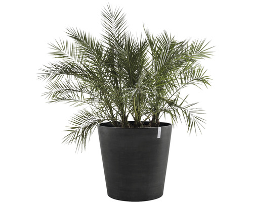 Dattelpalme in Pflanzgefäß