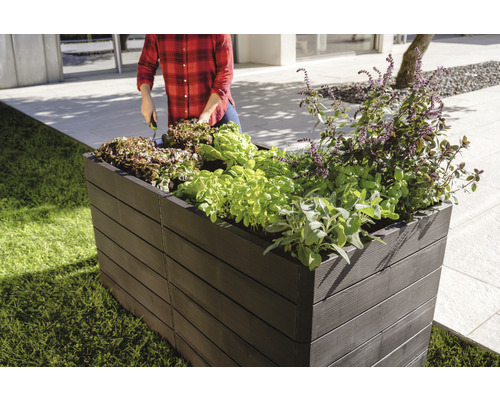 Jardinière surélevée en plastique plantée de salade dans le jardin.