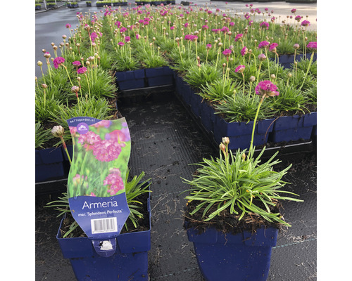 Gazon d''Espagne ''Splendens Perfecta'' fleurissant en pots