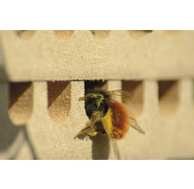 Hôtel à insectes dobar nichoir pour abeilles sauvages/osmies en pin env. 22 x 19 x 3 cm