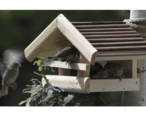 Maison pour oiseaux en bois avec des oiseaux