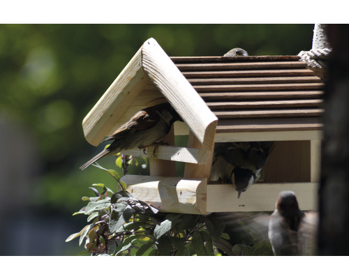Nichoir en bois avec plusieurs oiseaux