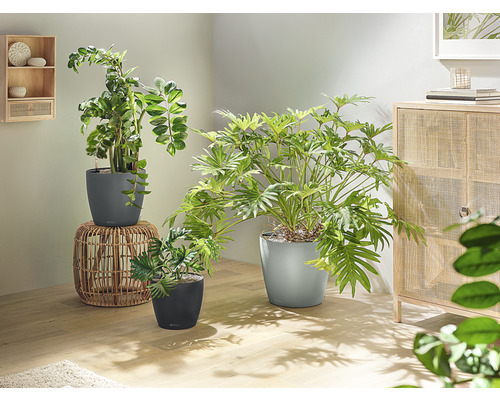 Pièce avec différentes plantes d''intérieur dans des pots