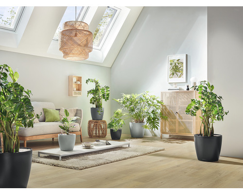 Salon avec canapé, table et diverses plantes d''intérieur dans des bacs à fleurs