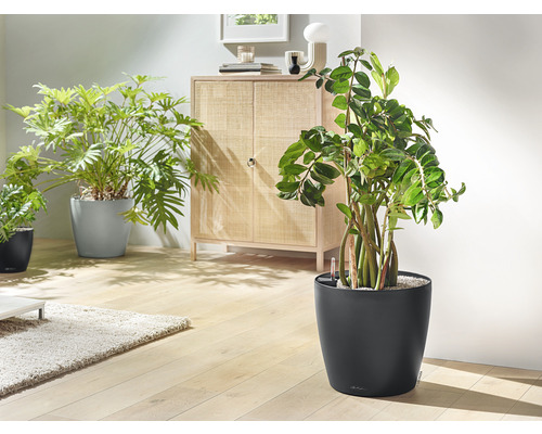 Espace de vie avec plantes d''intérieur dans des pots et une armoire