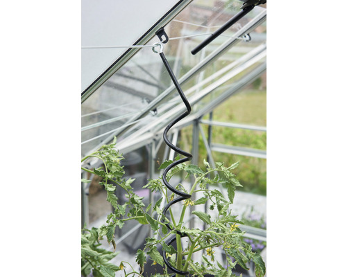 Support de tomate dans une serre pour la fixation et la croissance des plantes