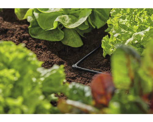 Système d''irrigation dans un lit de laitue avec tuyau d''égouttement