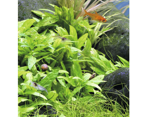 Aquarium avec plantes aquatiques, poissons, escargots et crevettes