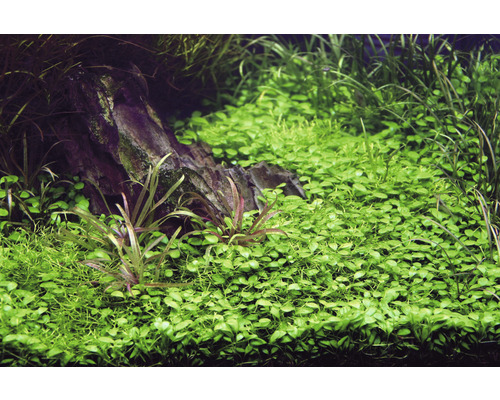 Aquarium avec plantes aquatiques et pierre