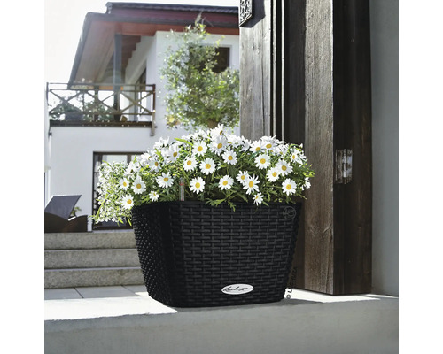 Jardinière noire avec des marguerites blanches devant une maison