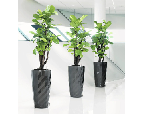 Trois plantes d''intérieur dans des pots structurés sur le sol