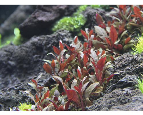 Plante d''aquarium rouge entre les pierres