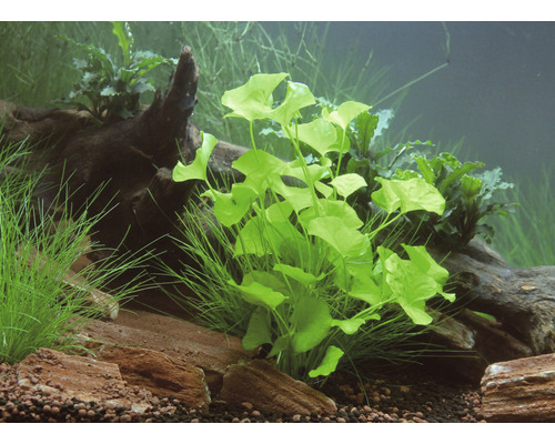 Aquarium décoré avec des plantes aquatiques, des pierres et du bois flotté