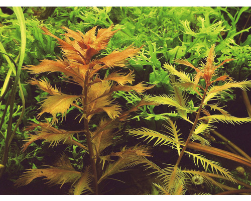 Gros plan de plantes d''aquarium