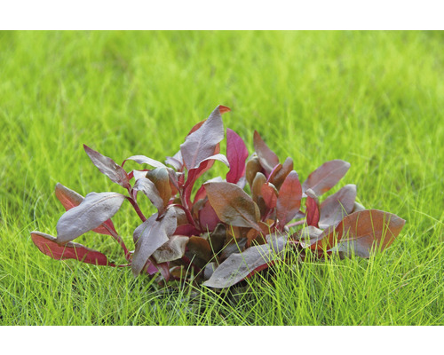 Plante d''aquarium avec des feuilles rougeâtres dans l''herbe