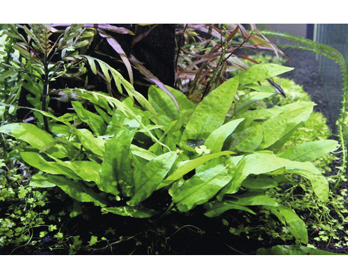 Aquarium avec réservoir planté