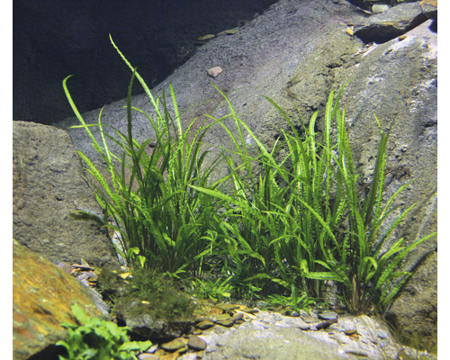 Aquarium avec Cryptocoryne javanaise entre des pierres