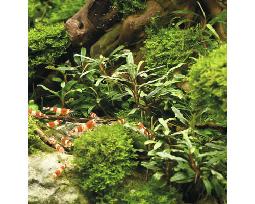 Aquarium avec crevettes et plantes