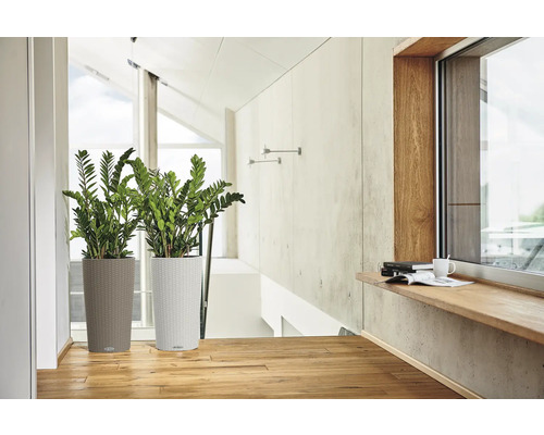 Zwei Pflanzen in hohen Pflanzgefässen in einem hellen Raum