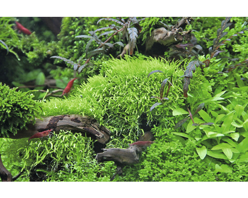 Aquarium mit Wasserpflanzen und Zwerggarnelen