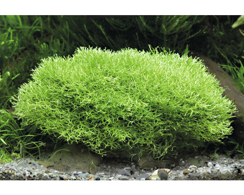 Aquarienpflanze Korallenmoos im Aquarium